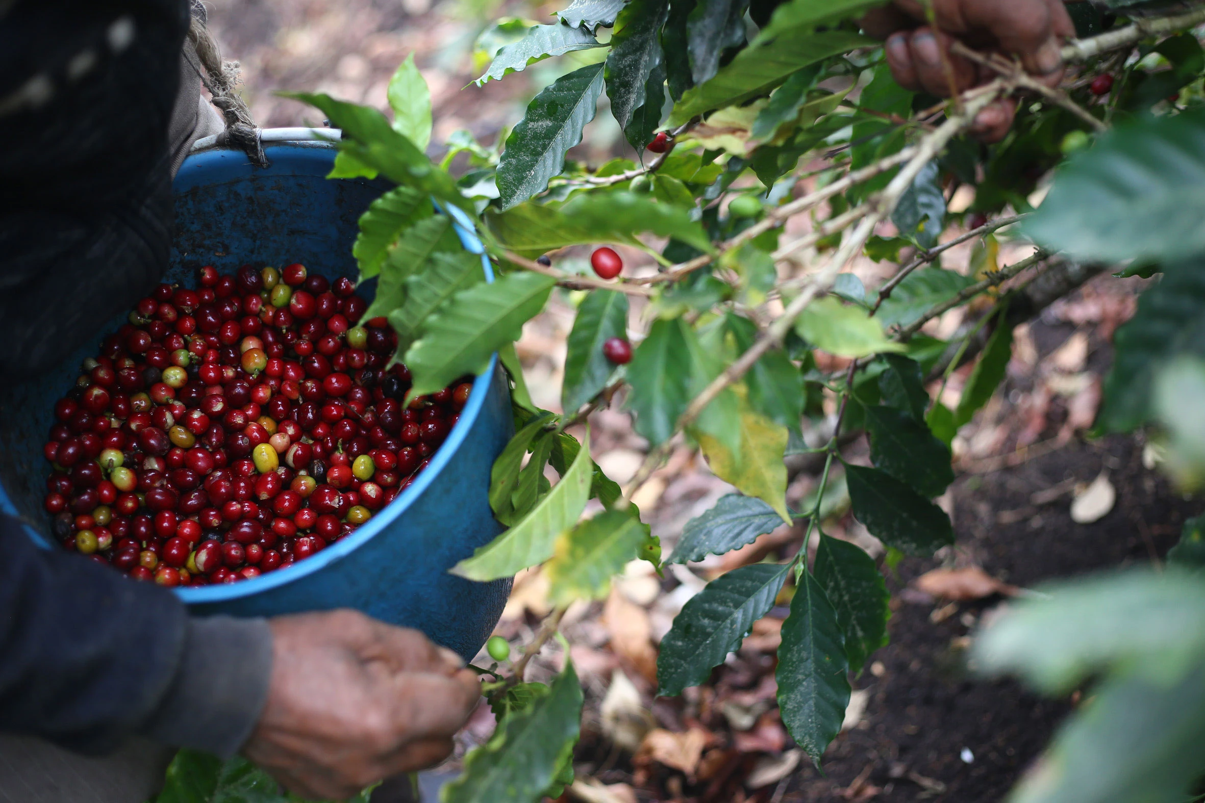Cosecha manual de café