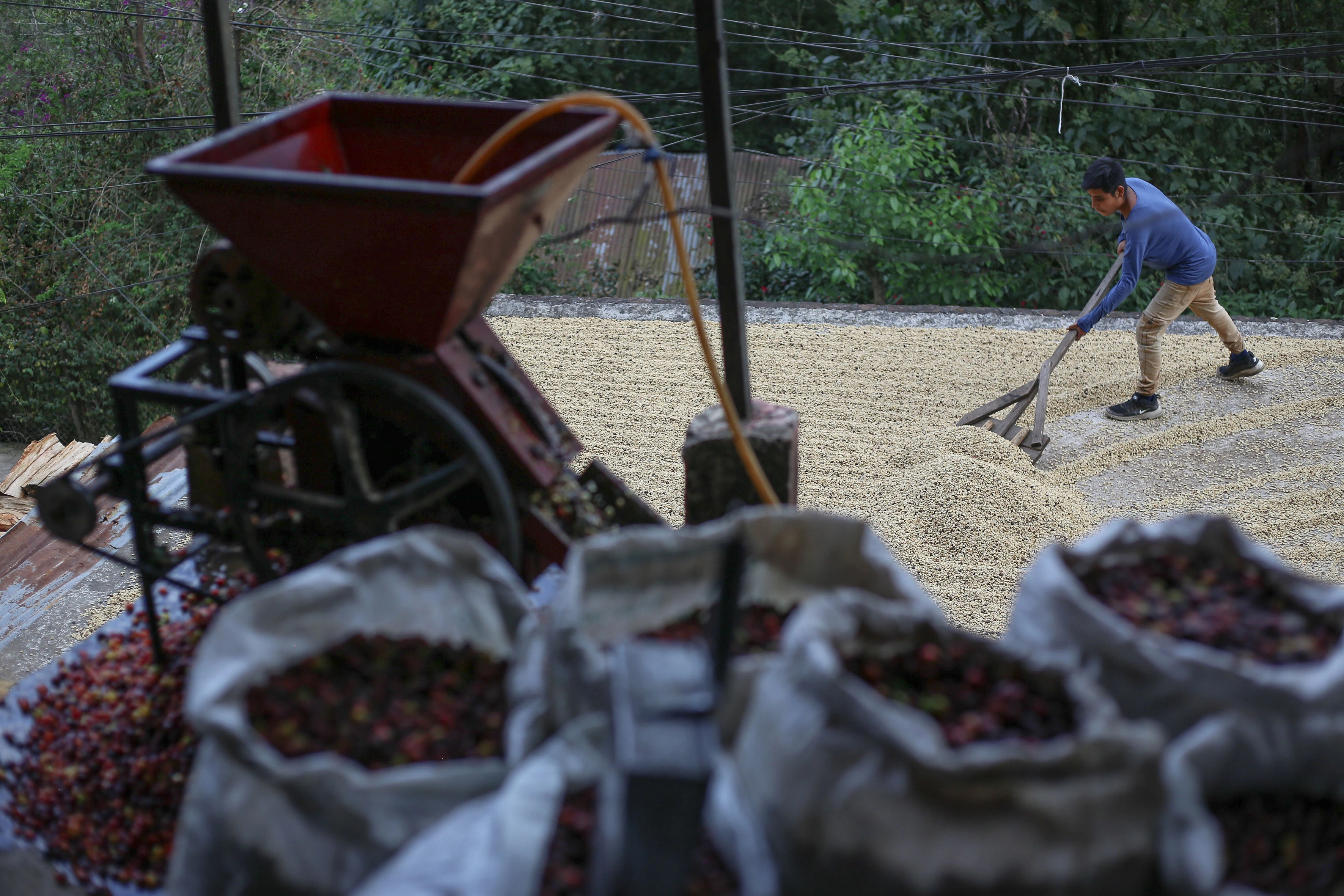 Cultivo de café en Xicotepec